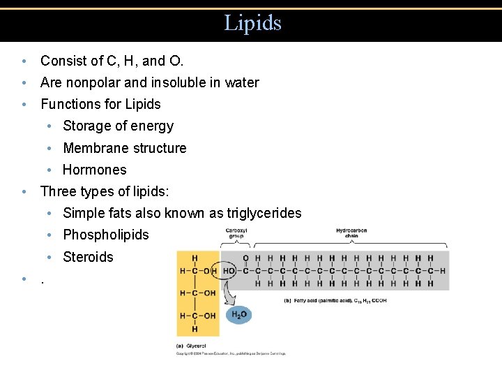 Lipids • Consist of C, H, and O. • Are nonpolar and insoluble in