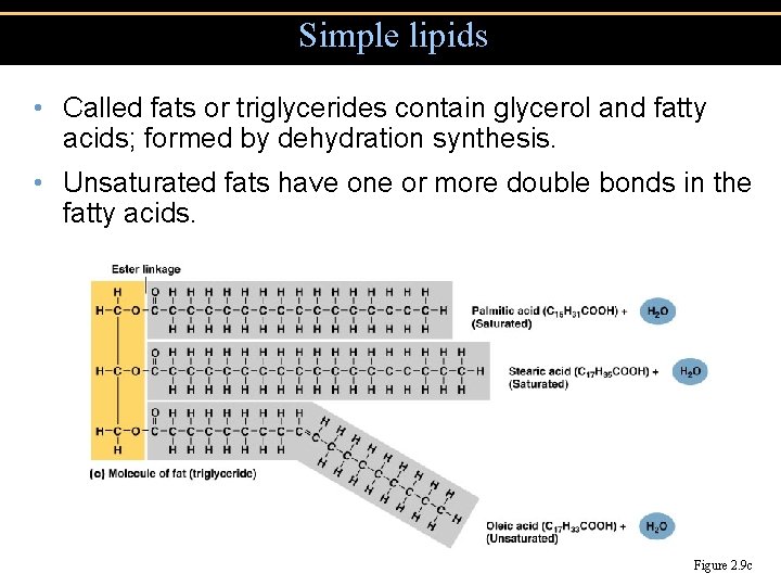 Simple lipids • Called fats or triglycerides contain glycerol and fatty acids; formed by