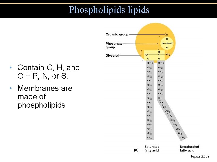 Phospholipids • Contain C, H, and O + P, N, or S. • Membranes