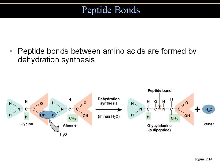 Peptide Bonds • Peptide bonds between amino acids are formed by dehydration synthesis. Figure