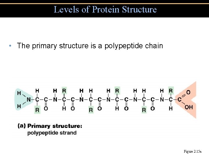 Levels of Protein Structure • The primary structure is a polypeptide chain Figure 2.