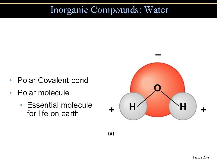 Inorganic Compounds: Water • Polar Covalent bond • Polar molecule • Essential molecule for