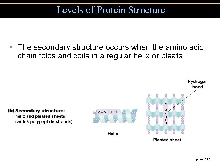 Levels of Protein Structure • The secondary structure occurs when the amino acid chain