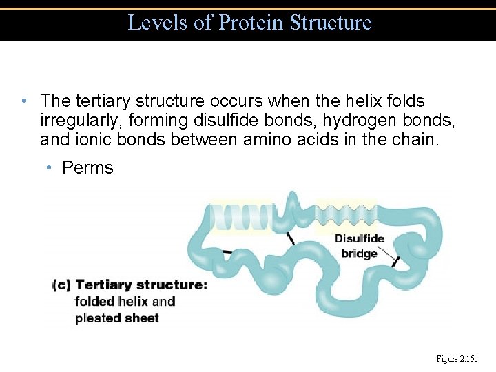 Levels of Protein Structure • The tertiary structure occurs when the helix folds irregularly,