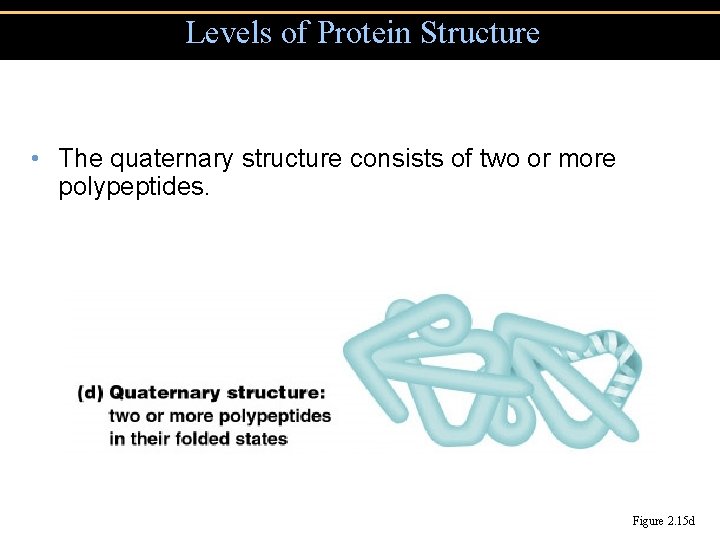 Levels of Protein Structure • The quaternary structure consists of two or more polypeptides.