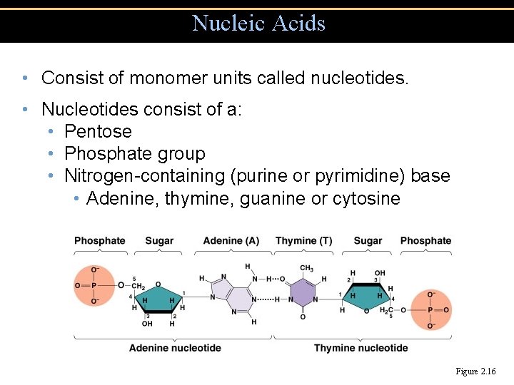 Nucleic Acids • Consist of monomer units called nucleotides. • Nucleotides consist of a:
