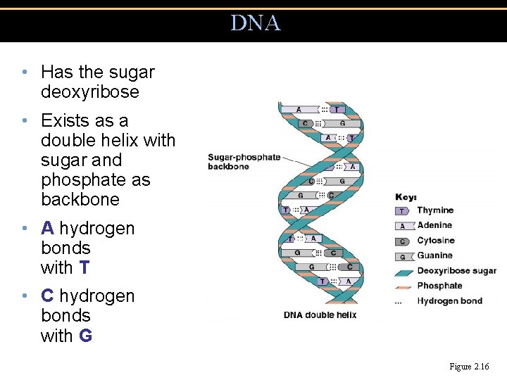 DNA • Has the sugar deoxyribose • Exists as a double helix with sugar