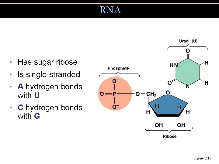 RNA • Has sugar ribose • Is single-stranded • A hydrogen bonds with U