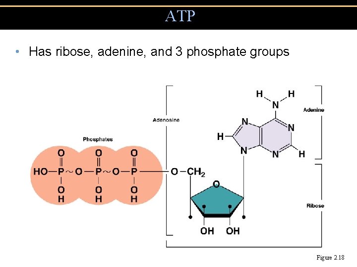 ATP • Has ribose, adenine, and 3 phosphate groups Figure 2. 18 