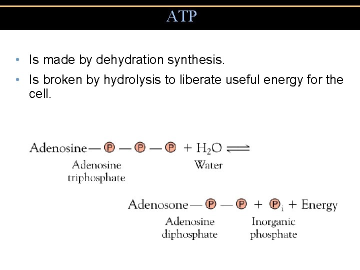 ATP • Is made by dehydration synthesis. • Is broken by hydrolysis to liberate