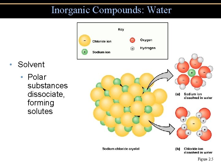 Inorganic Compounds: Water • Solvent • Polar substances dissociate, forming solutes Figure 2. 5