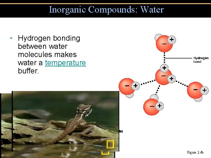 Inorganic Compounds: Water • Hydrogen bonding between water molecules makes water a temperature buffer.