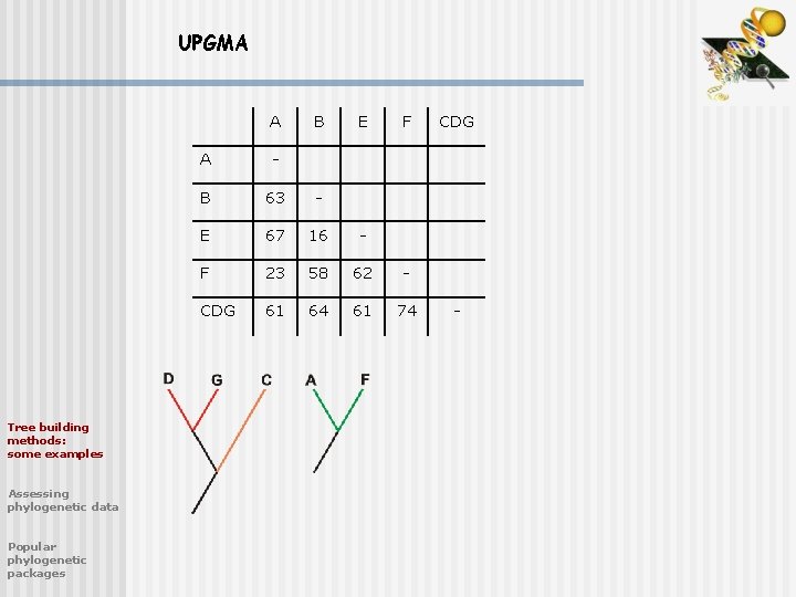 UPGMA A Tree building methods: some examples Assessing phylogenetic data Popular phylogenetic packages B