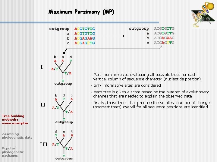 Maximum Parsimony (MP) I - Parsimony involves evaluating all possible trees for each vertical