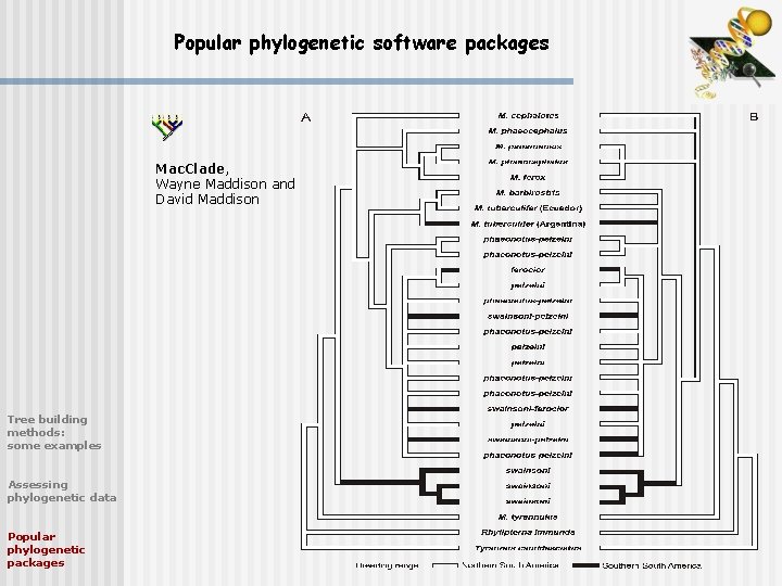 Popular phylogenetic software packages Mac. Clade, Wayne Maddison and David Maddison Tree building methods: