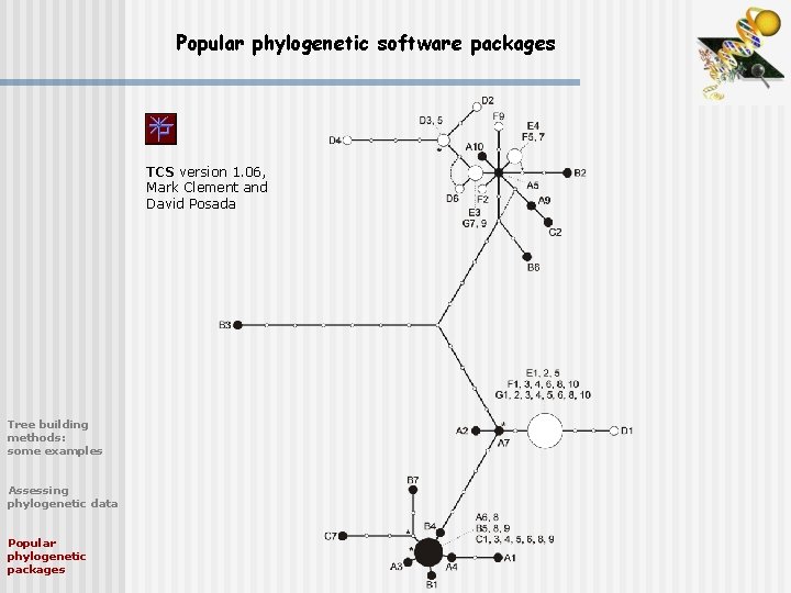 Popular phylogenetic software packages TCS version 1. 06, Mark Clement and David Posada Tree