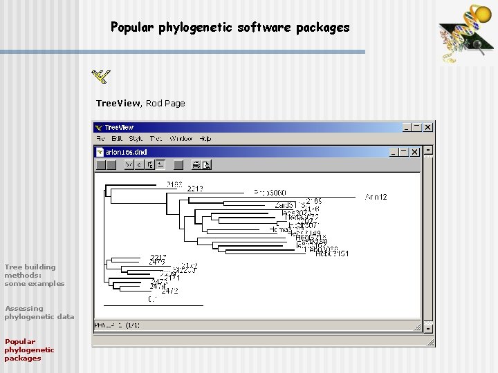 Popular phylogenetic software packages Tree. View, Rod Page Tree building methods: some examples Assessing
