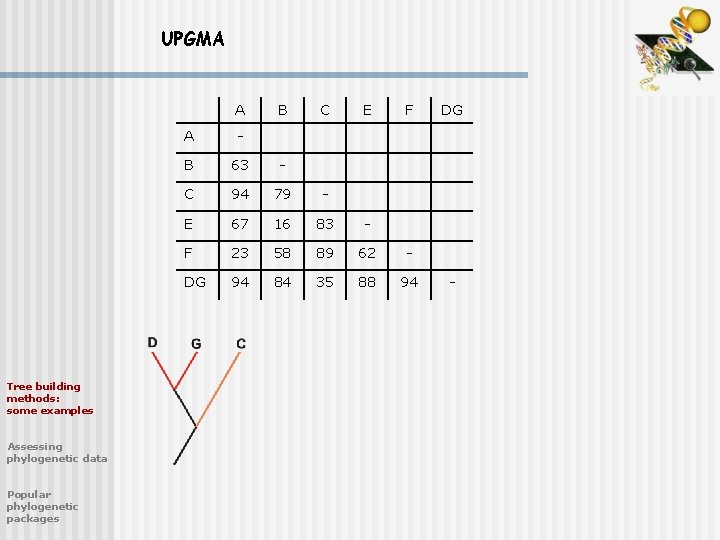 UPGMA A Tree building methods: some examples Assessing phylogenetic data Popular phylogenetic packages B