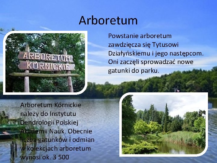 Arboretum Powstanie arboretum zawdzięcza się Tytusowi Działyńskiemu i jego następcom. Oni zaczęli sprowadzać nowe
