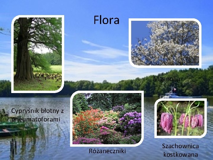 Flora Magnolia Cypryśnik błotny z pneumatoforami Różaneczniki Szachownica kostkowana 