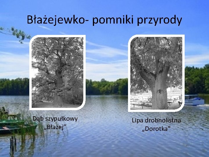 Błażejewko- pomniki przyrody Dąb szypułkowy „Błażej” Lipa drobnolistna „Dorotka” 