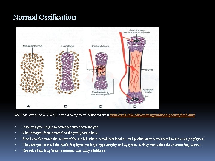 Normal Ossification Medical School, D. U. (2012). Limb development. Retrieved from https: //web. duke.