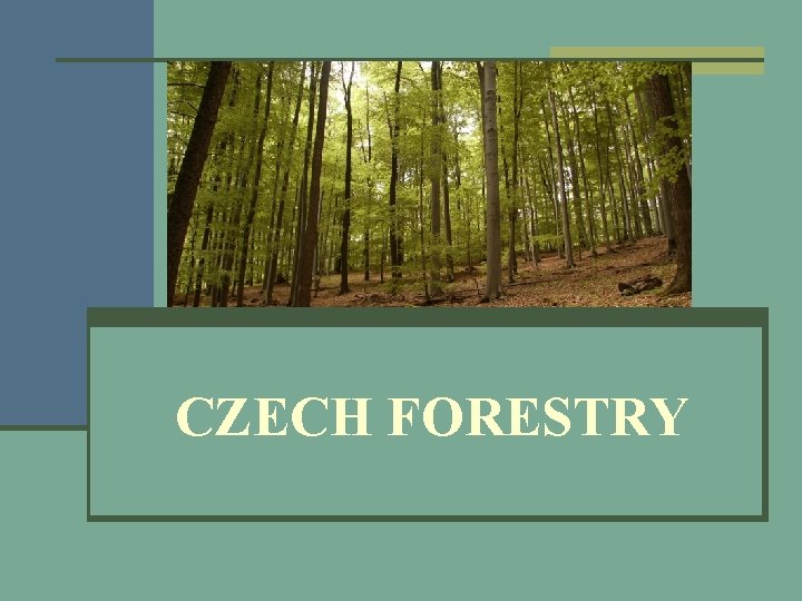 CZECH FORESTRY 