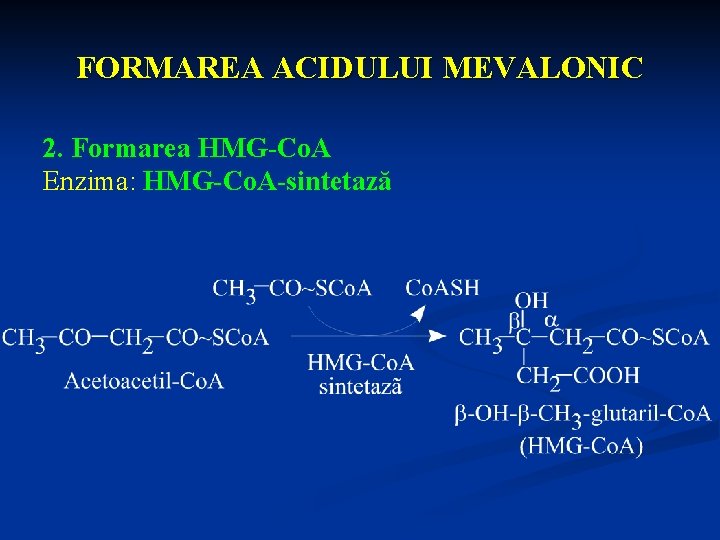 FORMAREA ACIDULUI MEVALONIC 2. Formarea HMG-Co. A Enzima: HMG-Co. A-sintetază 
