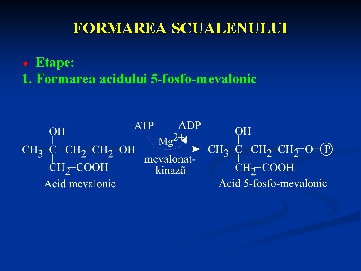 FORMAREA SCUALENULUI Etape: 1. Formarea acidului 5 -fosfo-mevalonic ¨ 