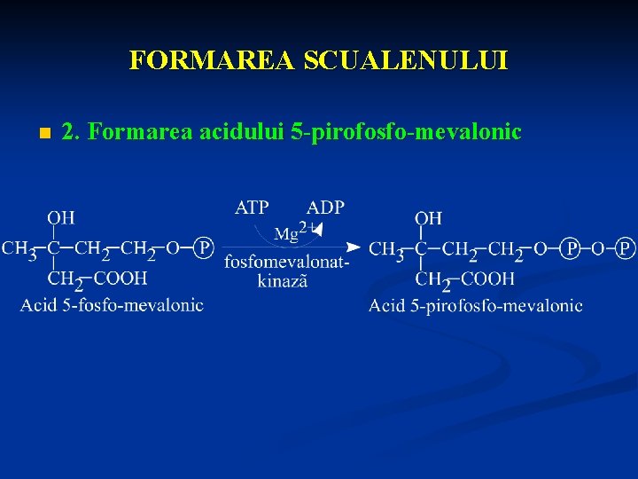 FORMAREA SCUALENULUI n 2. Formarea acidului 5 -pirofosfo-mevalonic 