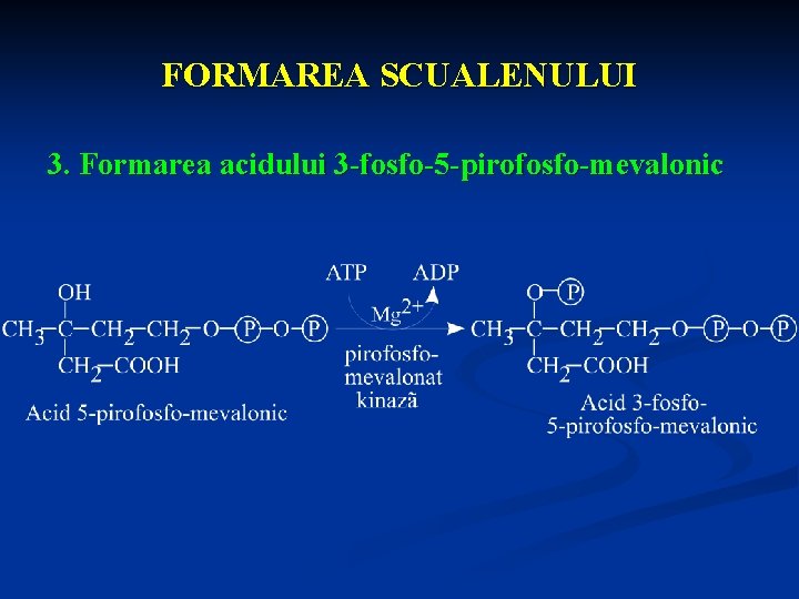 FORMAREA SCUALENULUI 3. Formarea acidului 3 -fosfo-5 -pirofosfo-mevalonic 