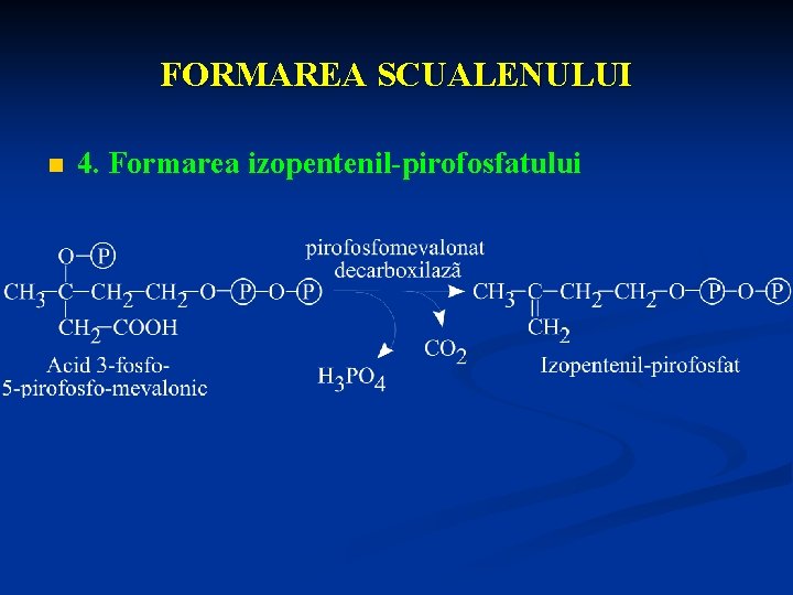 FORMAREA SCUALENULUI n 4. Formarea izopentenil-pirofosfatului 