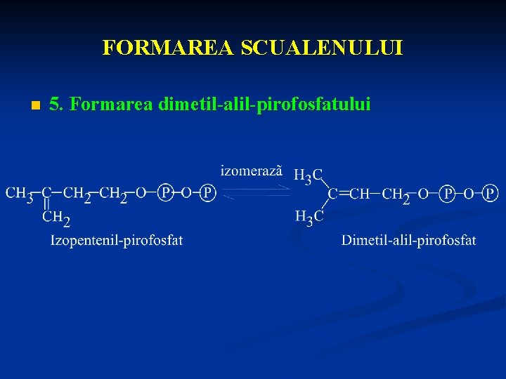 FORMAREA SCUALENULUI n 5. Formarea dimetil-alil-pirofosfatului 