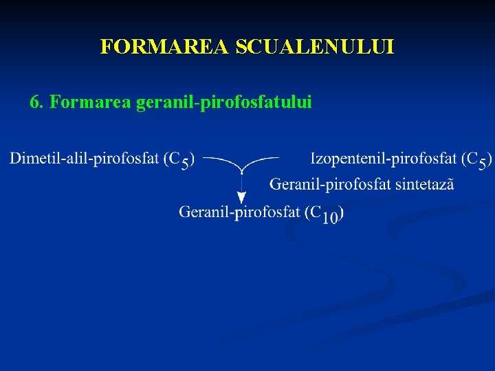 FORMAREA SCUALENULUI 6. Formarea geranil-pirofosfatului 