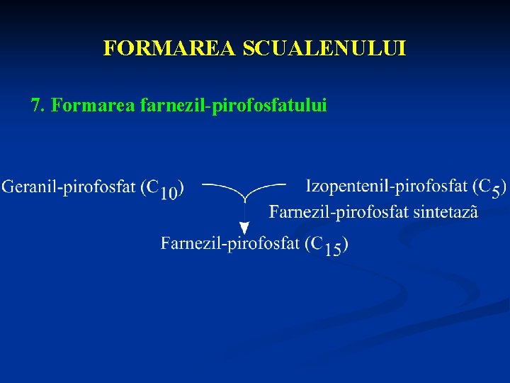 FORMAREA SCUALENULUI 7. Formarea farnezil-pirofosfatului 
