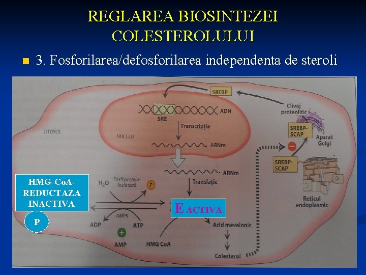 REGLAREA BIOSINTEZEI COLESTEROLULUI n 3. Fosforilarea/defosforilarea independenta de steroli HMG-Co. AREDUCTAZA INACTIVA P E