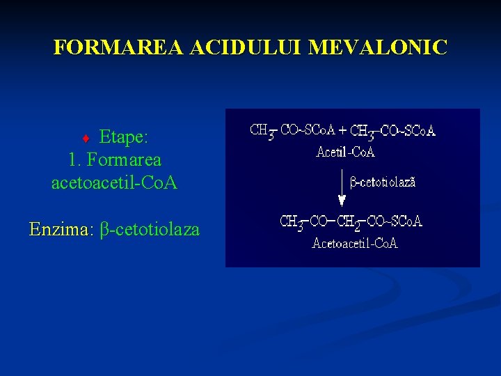 FORMAREA ACIDULUI MEVALONIC Etape: 1. Formarea acetoacetil-Co. A ¨ Enzima: β-cetotiolaza 