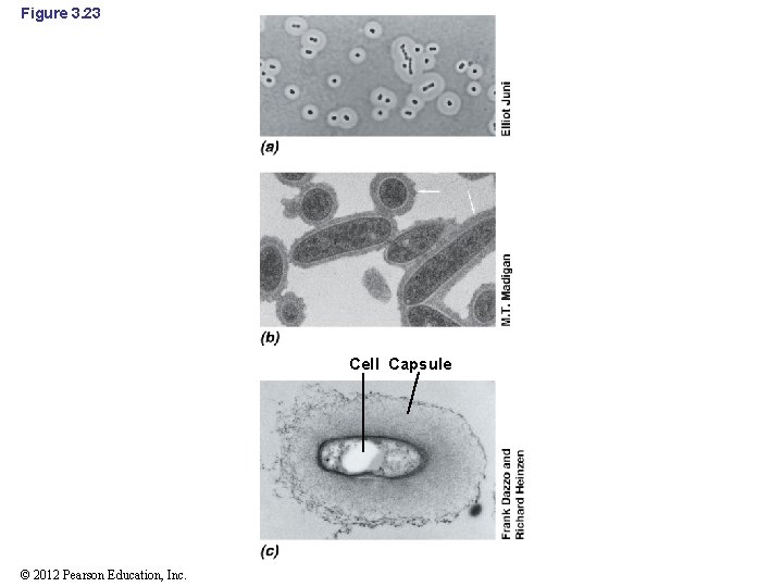 Figure 3. 23 Cell Capsule © 2012 Pearson Education, Inc. 