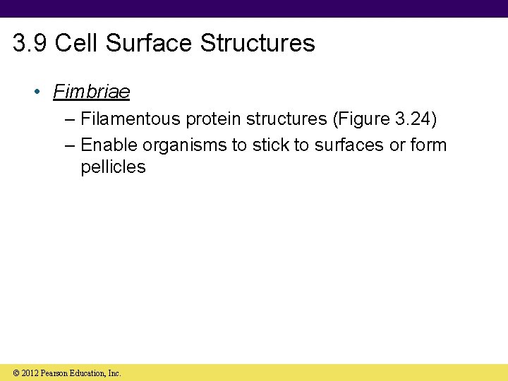 3. 9 Cell Surface Structures • Fimbriae – Filamentous protein structures (Figure 3. 24)