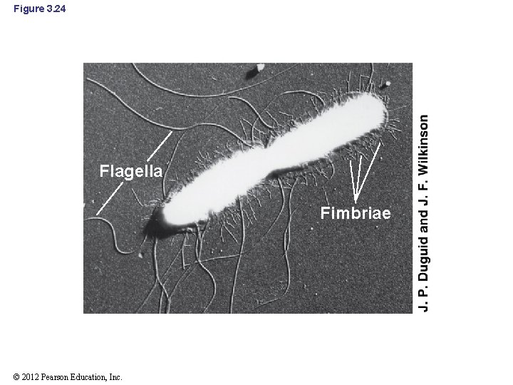 Figure 3. 24 Flagella Fimbriae © 2012 Pearson Education, Inc. 