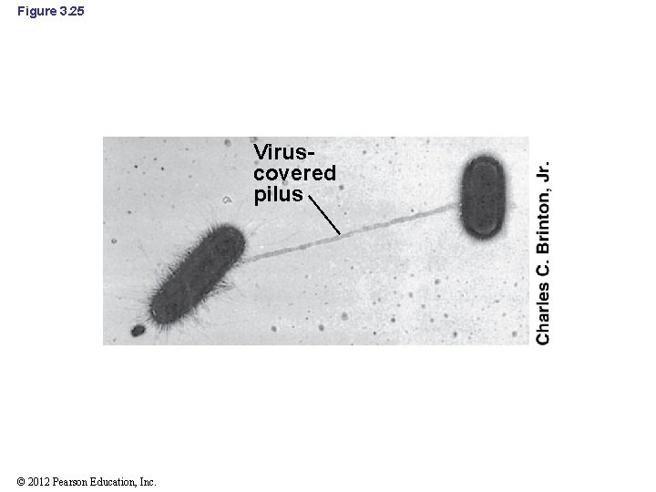 Figure 3. 25 Viruscovered pilus © 2012 Pearson Education, Inc. 