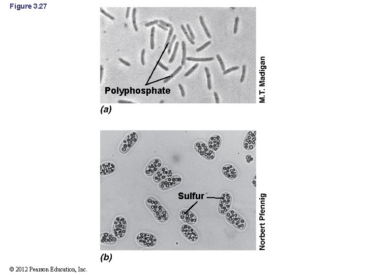 Figure 3. 27 Polyphosphate Sulfur © 2012 Pearson Education, Inc. 