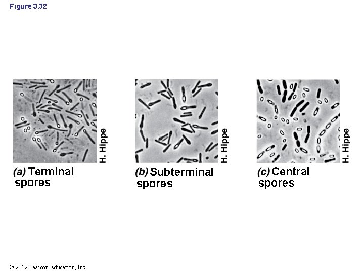 Figure 3. 32 Terminal spores © 2012 Pearson Education, Inc. Subterminal spores Central spores