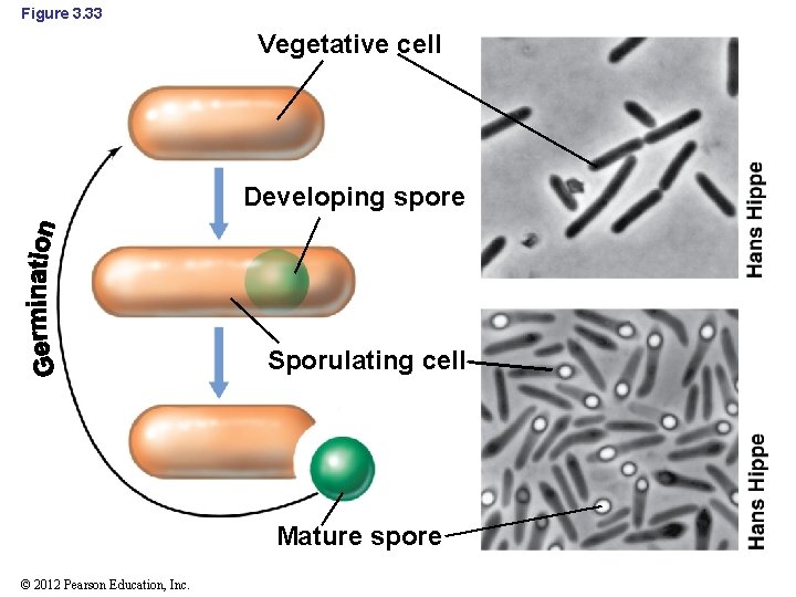 Figure 3. 33 Vegetative cell Developing spore Sporulating cell Mature spore © 2012 Pearson