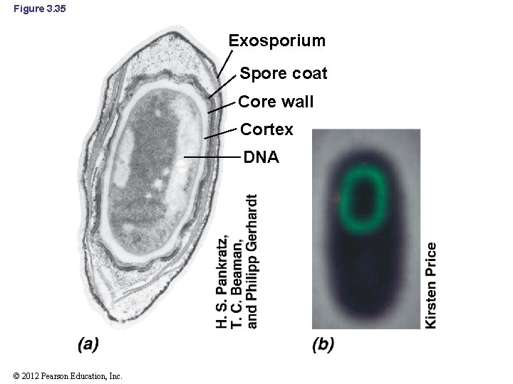 Figure 3. 35 Exosporium Spore coat Core wall Cortex DNA © 2012 Pearson Education,