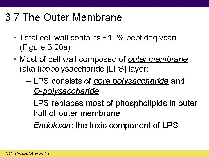 3. 7 The Outer Membrane • Total cell wall contains ~10% peptidoglycan (Figure 3.