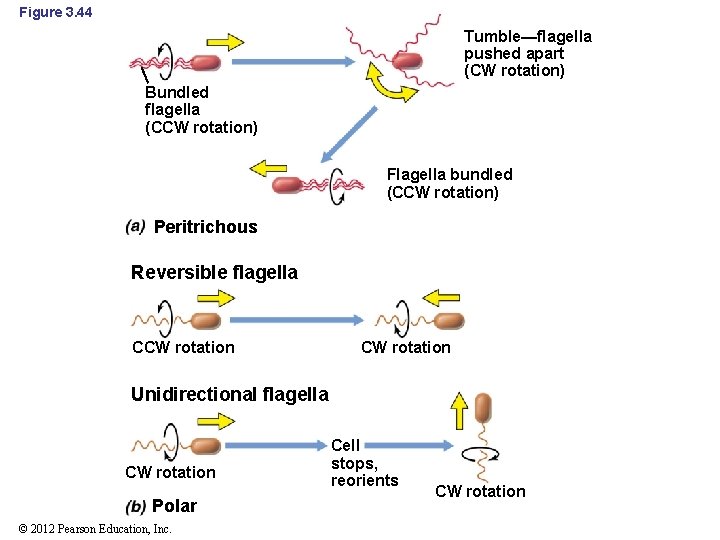 Figure 3. 44 Tumble—flagella pushed apart (CW rotation) Bundled flagella (CCW rotation) Flagella bundled