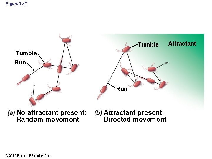 Figure 3. 47 Tumble Run No attractant present: Random movement © 2012 Pearson Education,