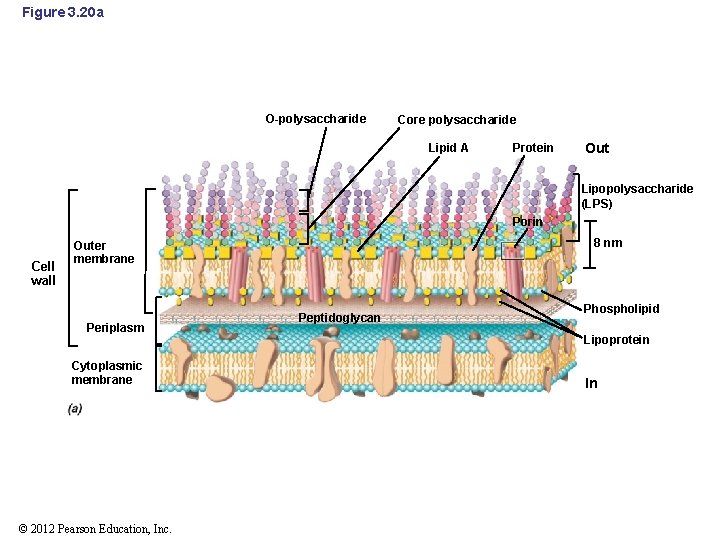 Figure 3. 20 a O-polysaccharide Core polysaccharide Lipid A Protein Out Lipopolysaccharide (LPS) Porin