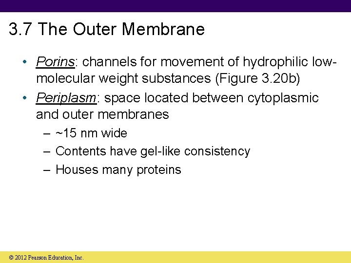 3. 7 The Outer Membrane • Porins: channels for movement of hydrophilic lowmolecular weight